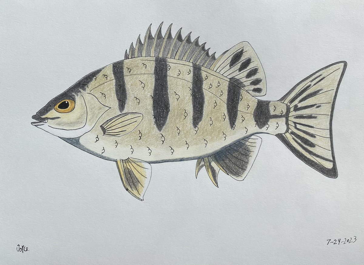 CreatorJayce's tweet photo. Here is my finished barred grunter illustration. I really like how this one came out.
#fishart #Australia https://t.co/rhNCHAbw0K