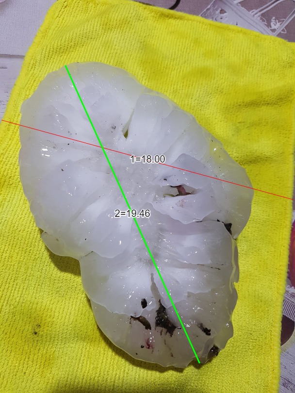 Hagel für die Geschichtsbücher: Unglaubliche 19cm groß war dieser Hagelstein, der gestern Abend in Tiezzo, südl. von Pordenone 🇮🇹, vom Himmel gefallen ist. Das dürfte damit der größte bisher in Europa beobachtete Hagel sein.
📸 Marilena Tonin, <a href="/PavanFederico00/">Federico Pavan</a>