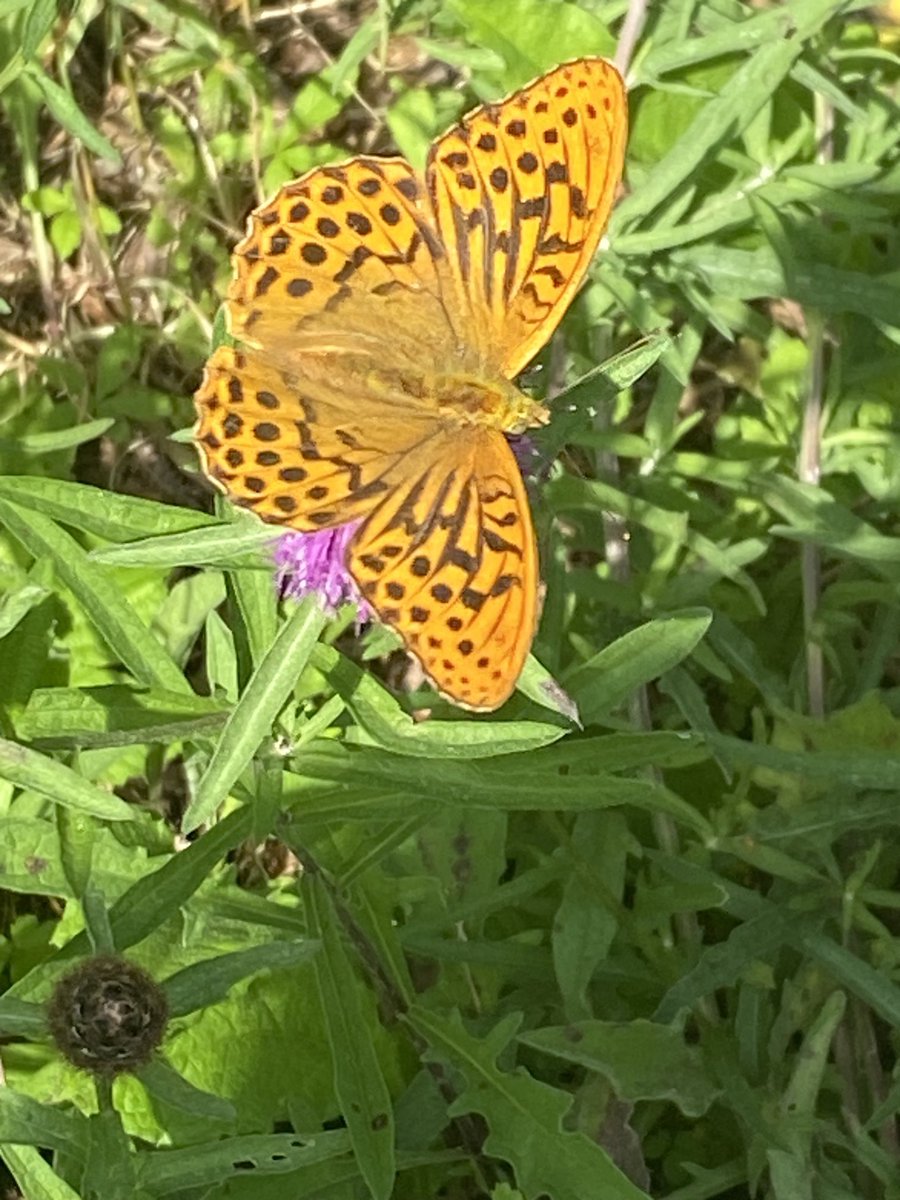 A beautiful Siver Wahed Fritillery here on ⁦@abbeyleixbog⁩