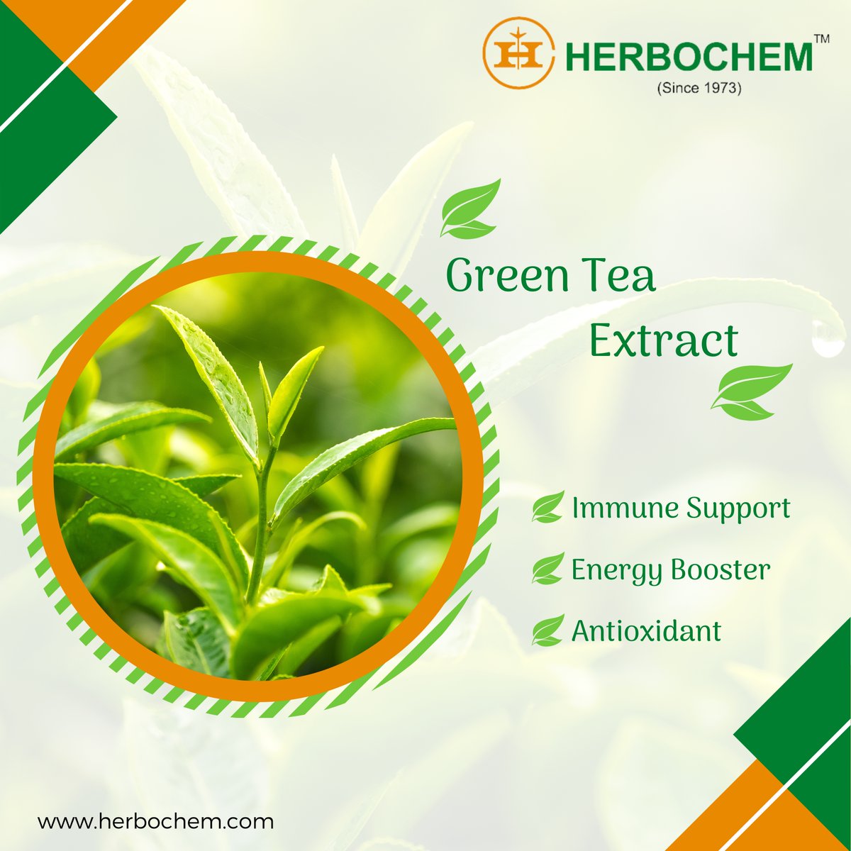 Herbochem_1973's tweet image. Green tea is most commonly consumed tea in the world and also is a great source of antioxidants. 

We manufacture natural Green tea extract for functional food industries.

info@herbochem.com / marketing@herbochem.com

#greentea #naturalgreentea #greenteaextract #herbochem