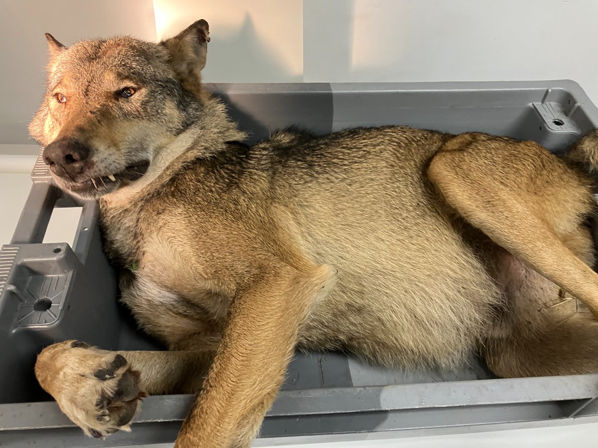 natuurenbos's tweet photo. Vanmorgen werd op de N76 een dode wolf aangetroffen. Het feit dat het om een volwassen mannelijk dier ging, deed vermoeden dat het weleens om August zou kunnen gaan. Initieel onderzoek bevestigt dit: het dier weegt 49,5 kg, uiterlijke kenmerken en het feit dat de tanden al behoorlijk afgesleten zijn, versterken de vermoedens. In dat geval is het lot van de welpen van dit jaar onzeker: Noëlla zal die verder proberen op te voeden, maar dat zal niet makkelijk zijn.
#wolf #noëlla #august
Foto @INBOVlaanderen