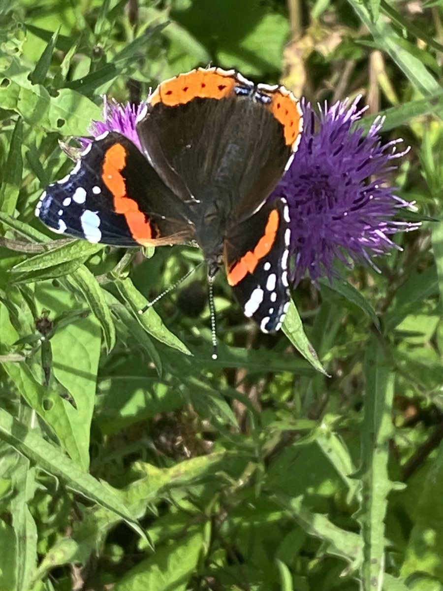 Red Admiral Butterfly here on ⁦@abbeyleixbog⁩