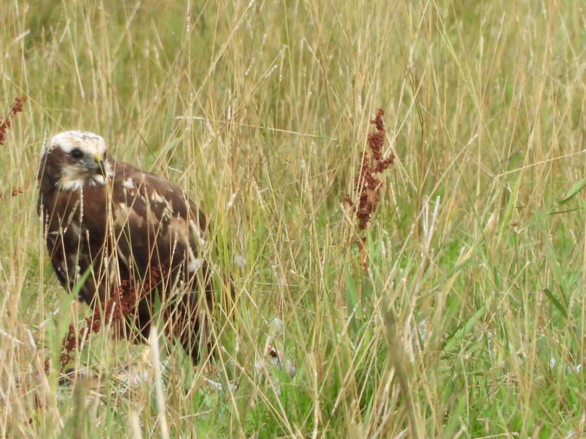 ecology_cymru's tweet photo. Female Marsh Harrier (possibly juvenile) caught a Magpie today and spent some time tearing away at it in the grass. Eventually two Crows came along to chance their luck. https://t.co/Er6EjNvRVP