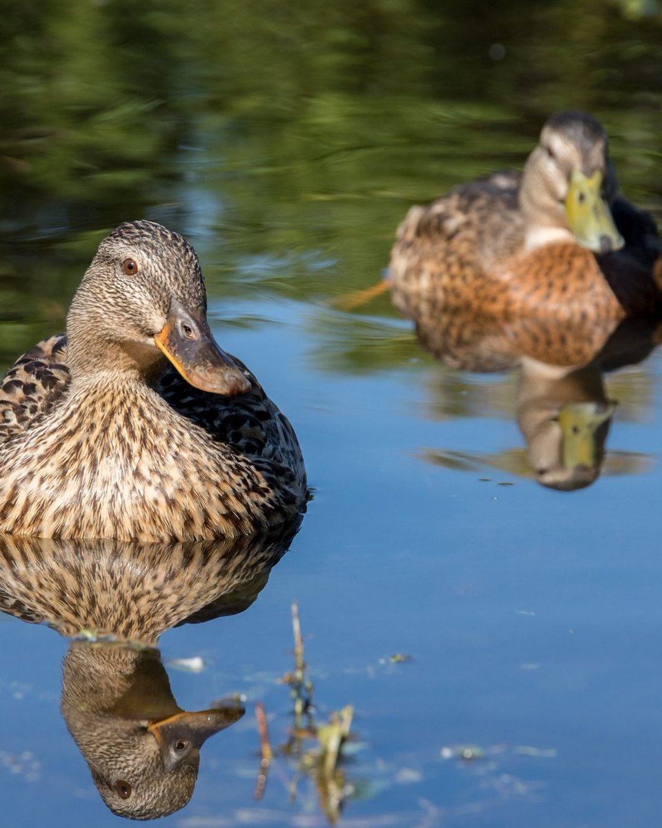#TuesdayTransformation 

Wondering where all the male mallards have gone? 

They're still there... just in camouflage!

Every breeding season is finished by what we call the "eclipse" moult. 👇