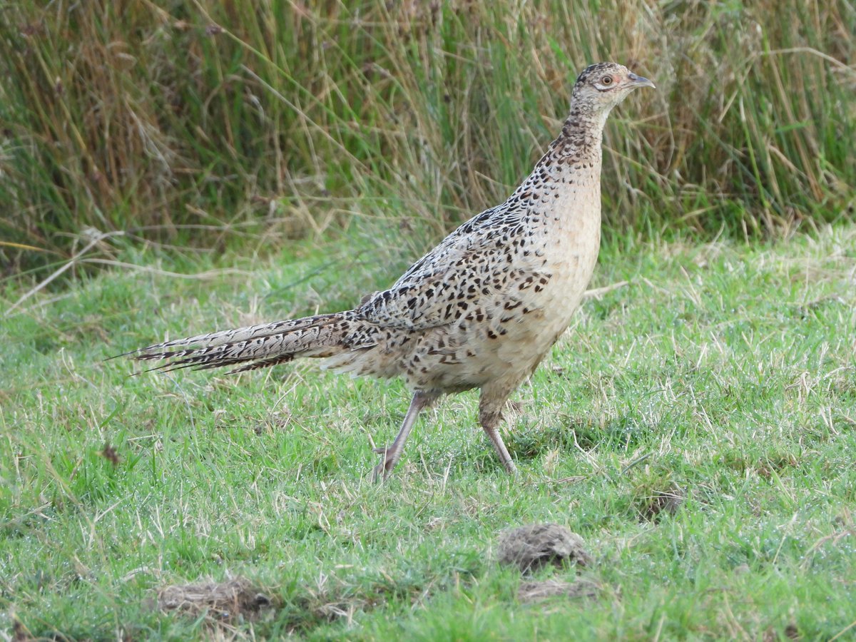 ecology_cymru's tweet photo. For a second only the head showed through the fence in the grass, I thought Corncrake, no such luck, instead a female Pheasant with her youngster, and getting photobombed by a pipit. Still nice to see though @GOS_birds #gwentbirds https://t.co/pATbL0RzHv