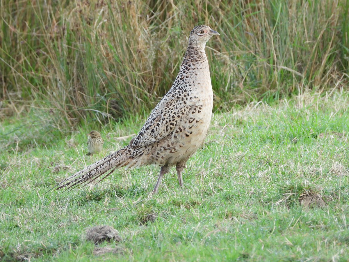 ecology_cymru's tweet photo. For a second only the head showed through the fence in the grass, I thought Corncrake, no such luck, instead a female Pheasant with her youngster, and getting photobombed by a pipit. Still nice to see though @GOS_birds #gwentbirds https://t.co/pATbL0RzHv