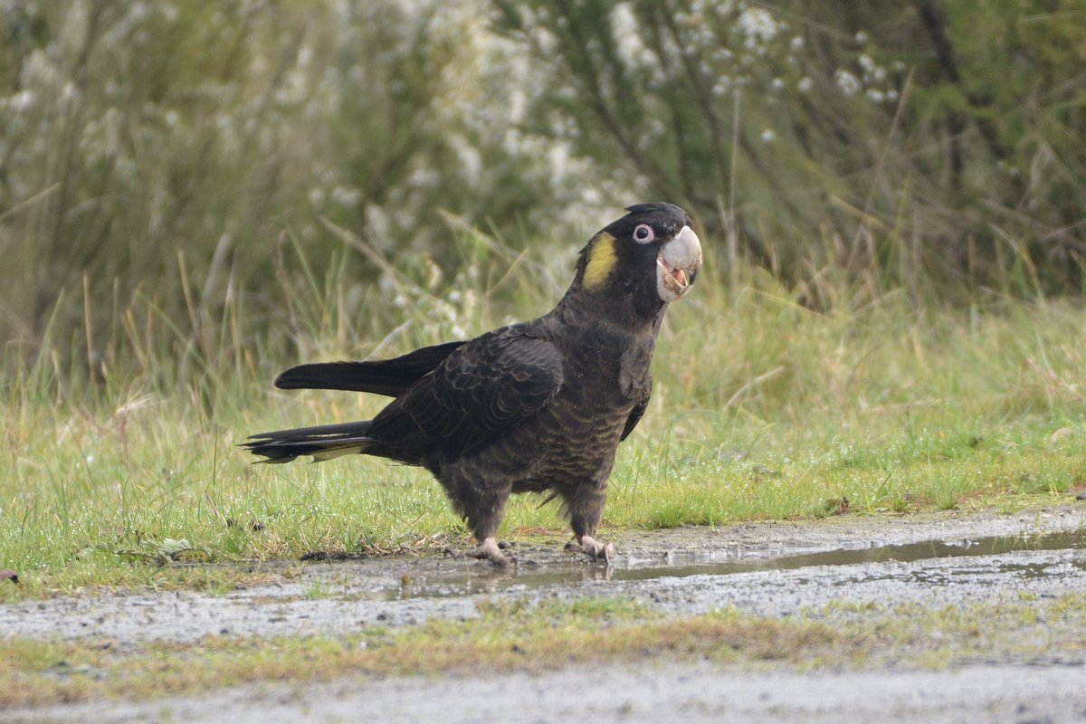 ParrotOfTheDay's tweet photo. Fantastic to finally meet @sakshiaravind and @Guy_R_Jackson today and to introduce them to a few of the locals at Cardinia Reservoir Park and Dandenong Ranges National Park, east of Melbourne, Australia #ownpics https://t.co/BuIedscrb5
