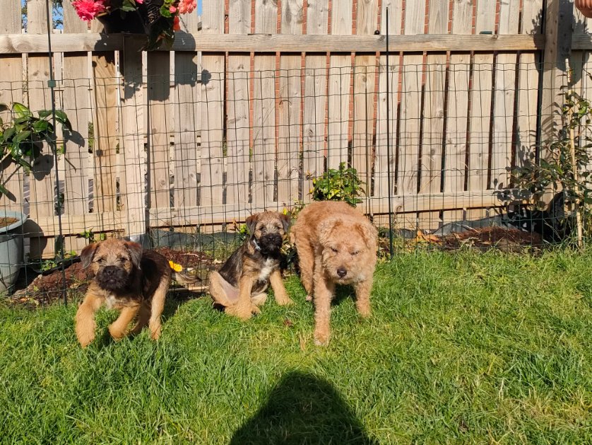 ladyhamiliton's tweet photo. 5 weeks on. Happy families..Penny with pups Fed &amp; Syd. She's taken to them so well.
Tiring but worth it.
As for Dad, they have really helped him with his depression..perfect medication 😃 https://t.co/mBQcx6uaMb