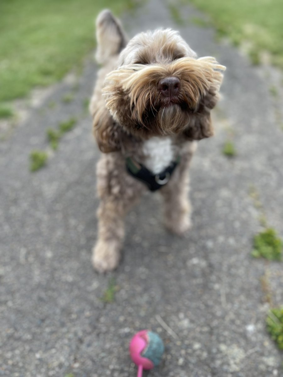 Milothechocapoo tweet picture