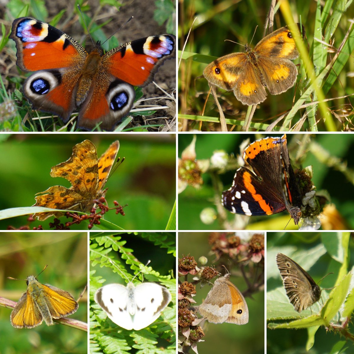 WealdtoWaves's tweet photo. Have you taken part in the #bigbutterflycount yet? Let’s put the corridor on the map! 
From now til 6 Aug, join a UK-wide survey to take nature’s pulse by counting the amount &amp; type of butterflies &amp; day-flying moths you see. Go to https://t.co/K4IMz025pK to help @savebutterflies https://t.co/zG6n8h48bP