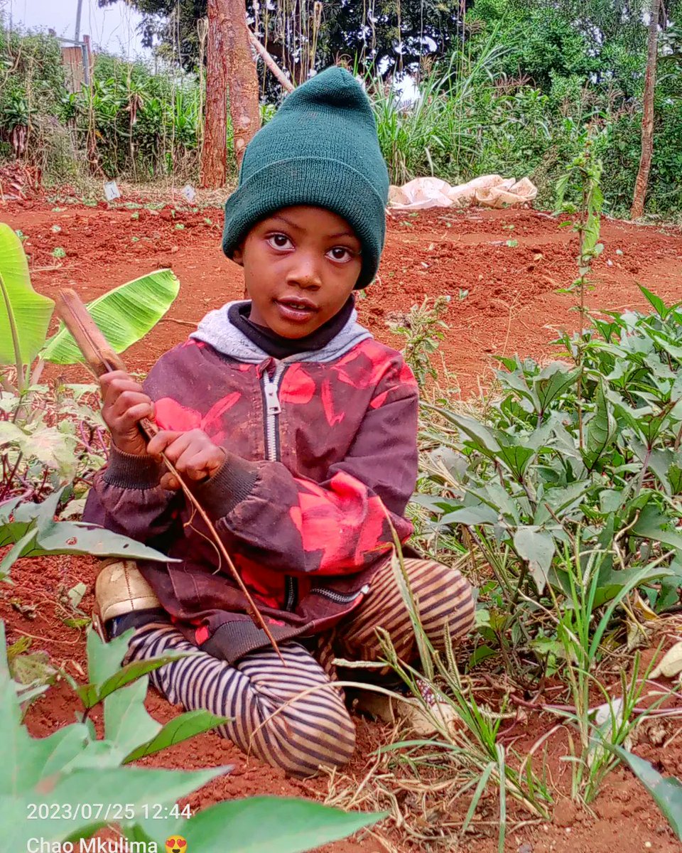gracious_farm's tweet photo. In the heart of the farm, young minds bloom, embracing agroecology's beauty. 🌱✨ Nurturing compassion and responsibility, they sow seeds of wonder, harmonizing with nature's symphony. 🍃🌻
@SeedsaversN
#YoungFarmers #AgroecologyMagic #HarmonyWithEarth https://t.co/mHSga47N2I