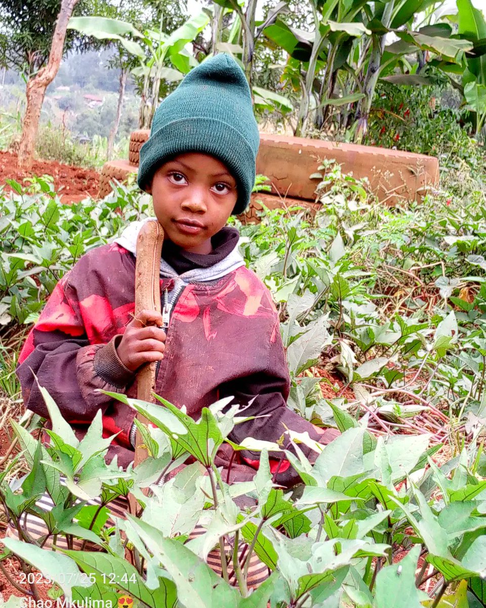 gracious_farm's tweet photo. In the heart of the farm, young minds bloom, embracing agroecology's beauty. 🌱✨ Nurturing compassion and responsibility, they sow seeds of wonder, harmonizing with nature's symphony. 🍃🌻
@SeedsaversN
#YoungFarmers #AgroecologyMagic #HarmonyWithEarth https://t.co/mHSga47N2I