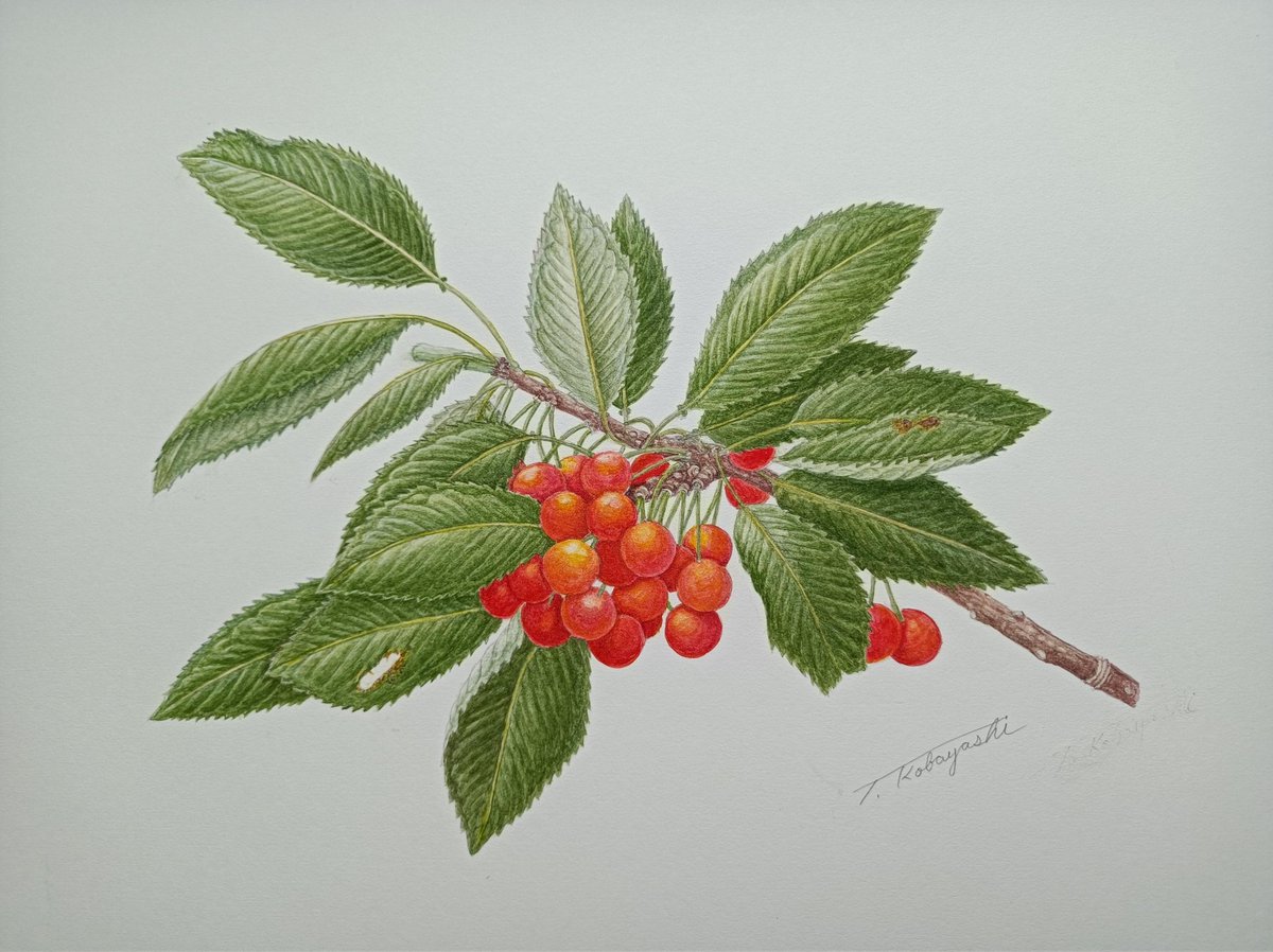 tamakoBotanical's tweet photo. サクランボのボタニカルアートが完成しました☺️
#ボタニカルアート
#細密植物画
#水彩画
#絵画
#植物画
#透明水彩絵具 https://t.co/GB6Ajcpy7k