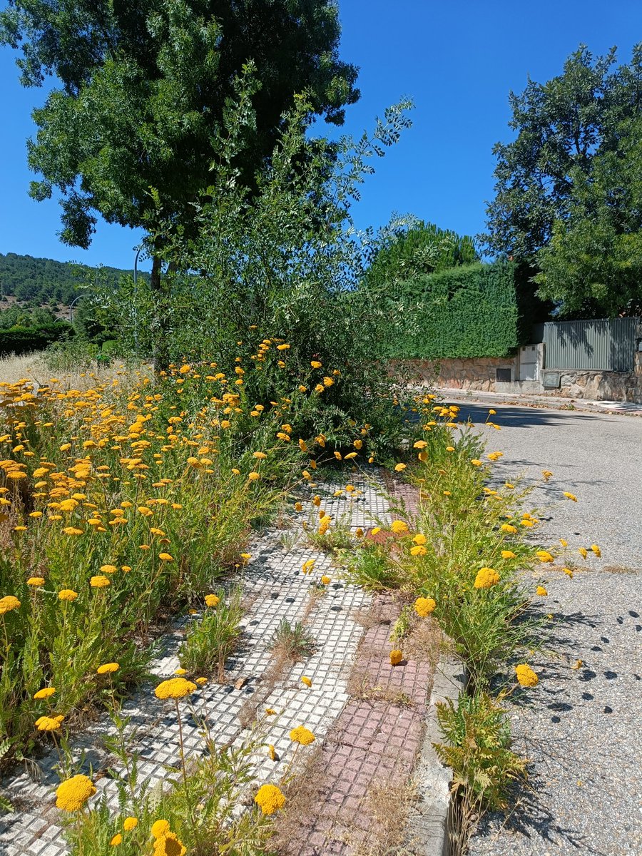 danicerezal's tweet photo. @BecerrilSierra  caminar por las aceras de Bellavista II es todo un milagro, desaparecidas por completo y sin ser cuidadas desde hace mucho, mucho tiempo, por aquí se pagan impuestos igual que por el centro del pueblo, hay que cuidar todo #BecerrilDeLaSierra https://t.co/HQAdxcCudu
