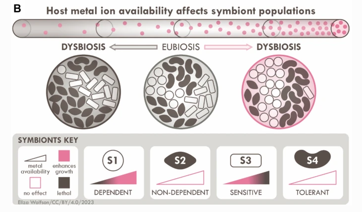 Journal of Biological Inorganic Chemistry tweet media