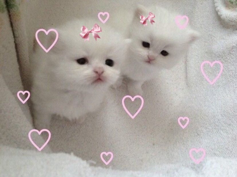 cats wearing bows (@catswearingbows) on Twitter photo 