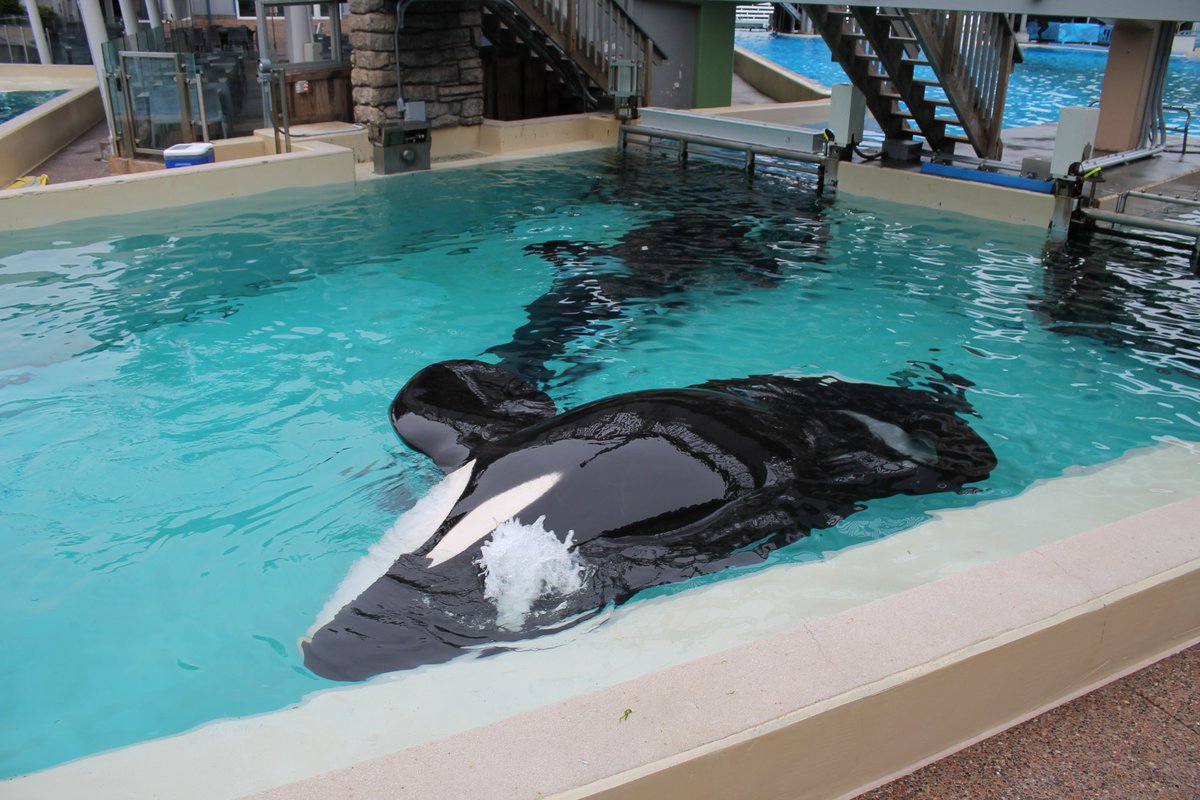 PETA_France's tweet photo. Un bassin en béton n'est pas la place d'une orque.

Marineland doit libérer Wikie, Inouk, Moana et Keijo ! Agissez 👉 https://t.co/jfYJIx1cVk https://t.co/gzrijgIp52
