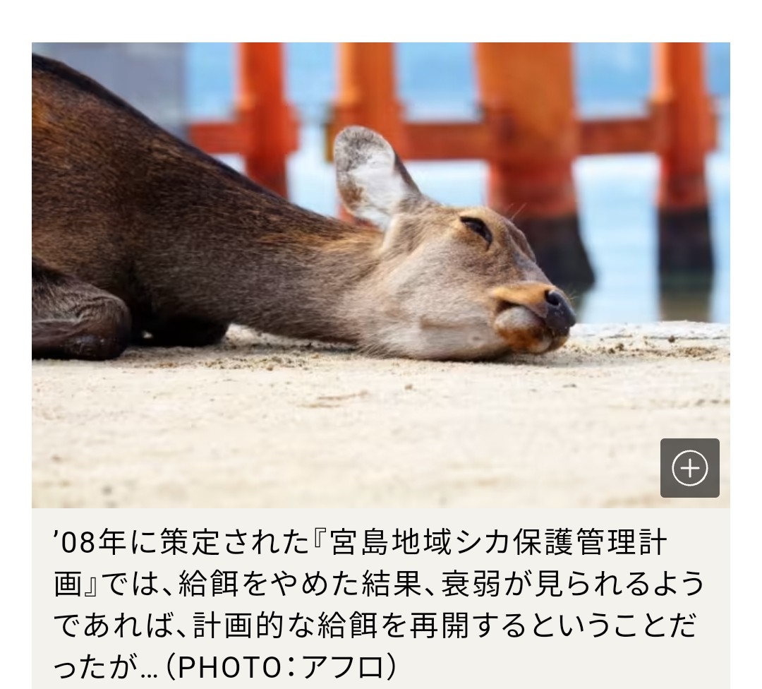 <a href="/mimitanlove3838/">鹿アンチからむな!宮島の鹿を応援する人達と繋がりたい💓</a>