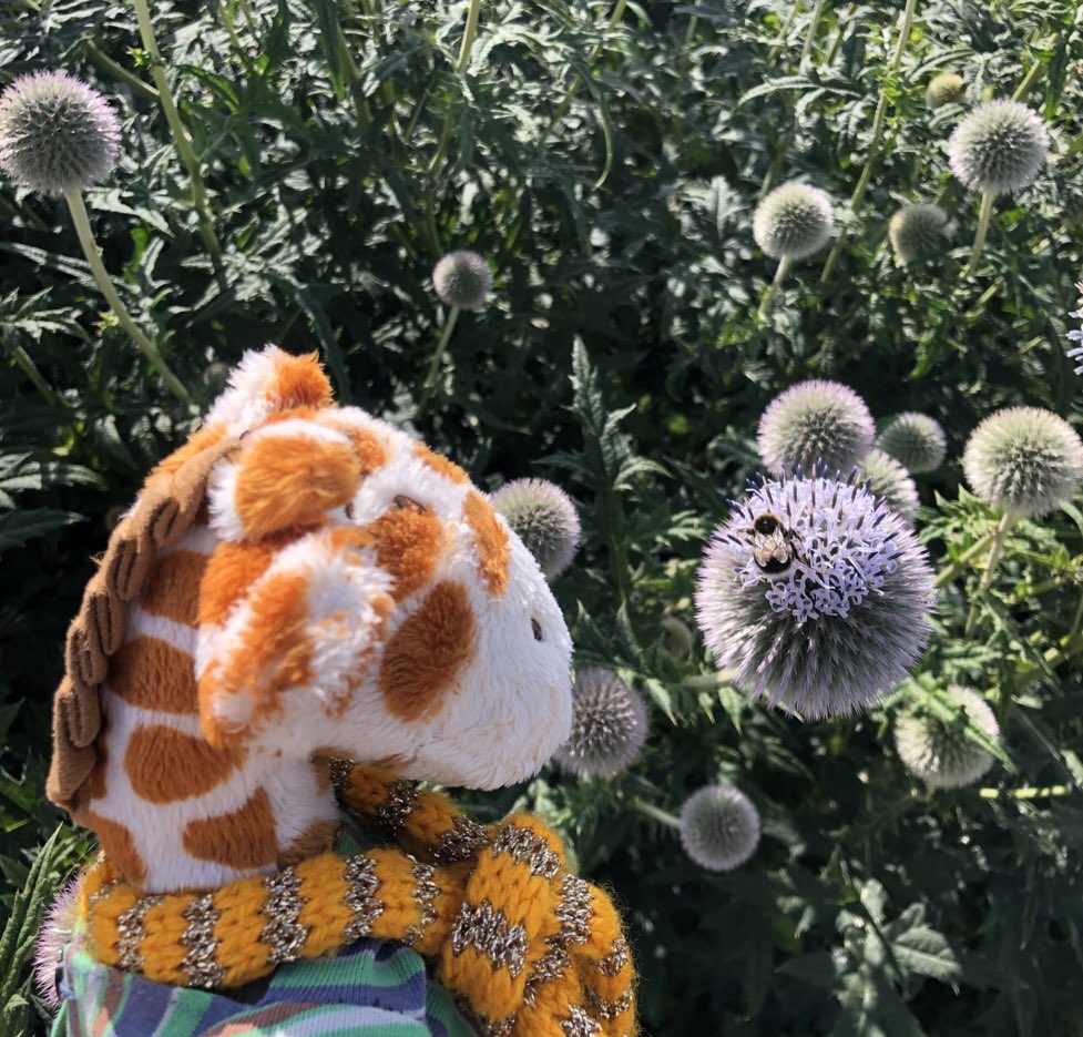 G_star_raffe's tweet photo. Report from Emissary on mission: ‘Thistle bee a nice day out,’ he reported. https://t.co/XQt6zORFN6