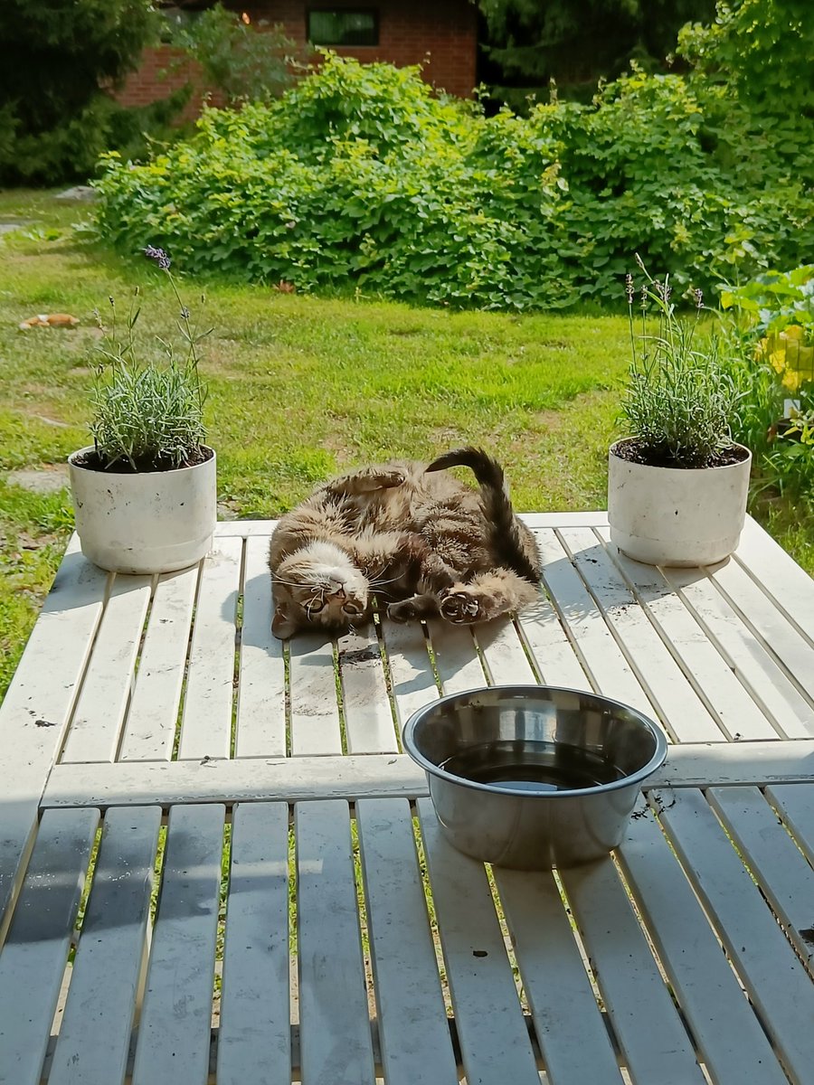 Onni lienee auringonpaiste ja eilen alesta pelastetut laventelit. Talvehtiiko laventeli IV vyöhykkeellä? Tuoksu illansuussa ihana! #kesä #laventeli #kissavaroitus #aurinko