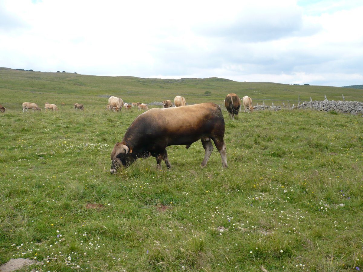 La note de #conjoncture #viande de juillet 2023 est là ! Baisse du #cheptel, des #abattages, évolution des #cotations... Retrouvez les tendances 2023 :   coordinationrurale.fr/images/section…
Pour la recevoir tous les mois, rendez-vous sur coordinationrurale.fr/sections/viand…