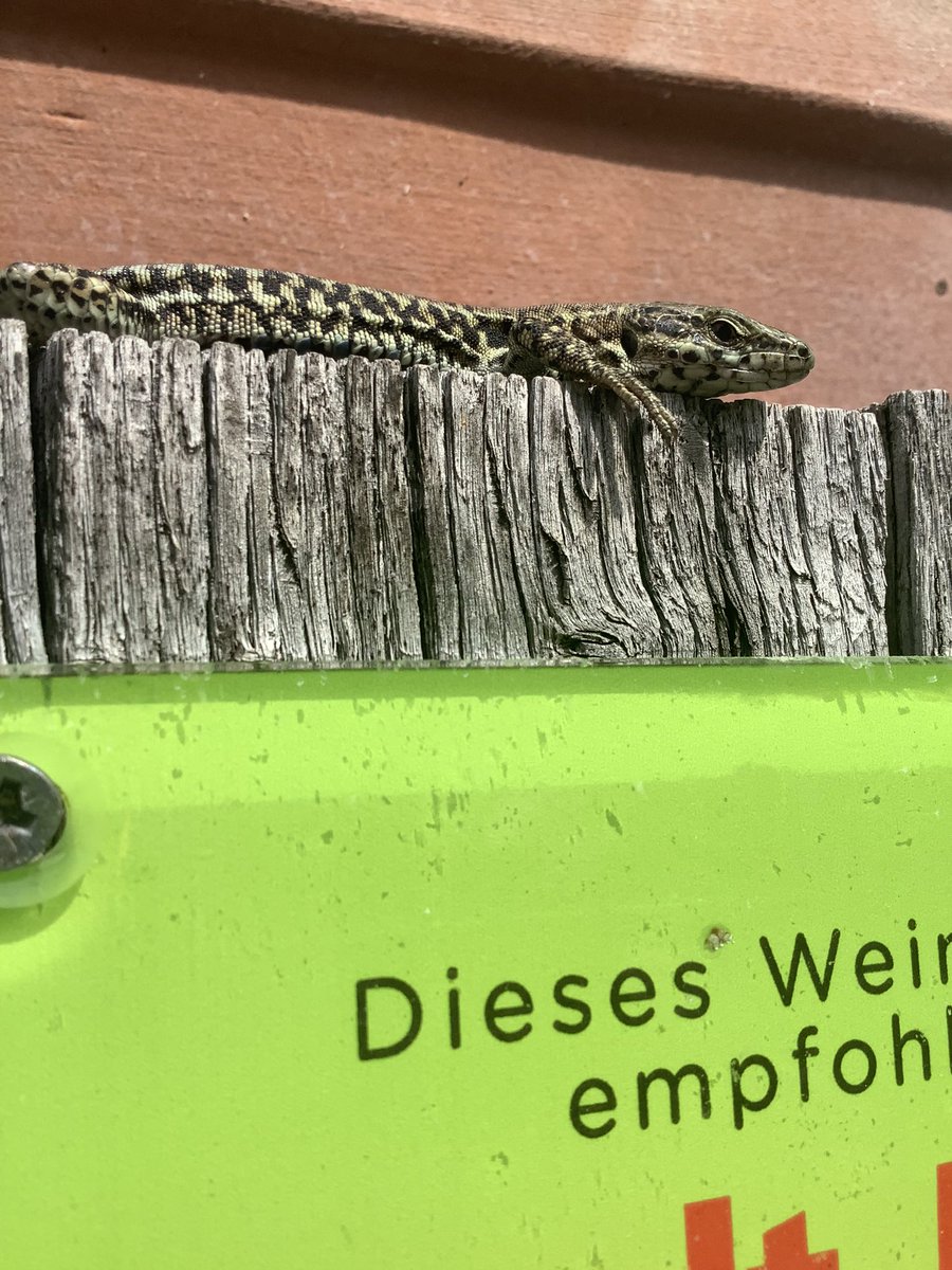 schalkstein1's tweet photo. @extrakaese Wir haben einen Drachen https://t.co/oEpjBjnHK6