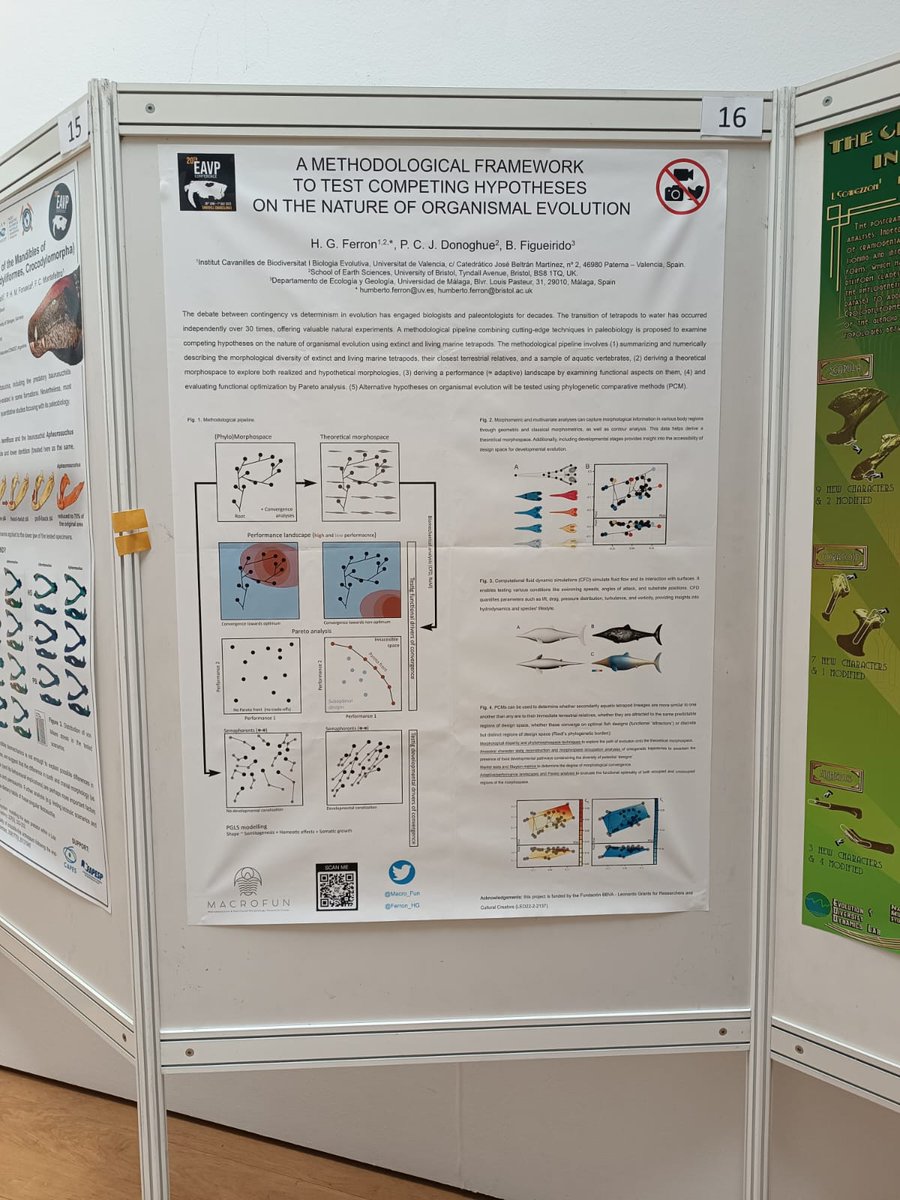 Macroevolution and Functional morphology (@macro_fun) on Twitter photo 📢 We have some interesting news! <a href="/Ferron_HG/">Humberto G. Ferrón</a> recently presented a poster at <a href="/EAVPalaeo/">EAVP</a>, sharing their novel methodological pipeline for studying organismal evolution through marine tetrapods. Stay tuned for further updates in our webpage macrofun.es. <a href="/FundacionBBVA/">Fundación BBVA</a> 📢 We have some interesting news! <a href="/Ferron_HG/">Humberto G. Ferrón</a> recently presented a poster at <a href="/EAVPalaeo/">EAVP</a>, sharing their novel methodological pipeline for studying organismal evolution through marine tetrapods. Stay tuned for further updates in our webpage macrofun.es. <a href="/FundacionBBVA/">Fundación BBVA</a>