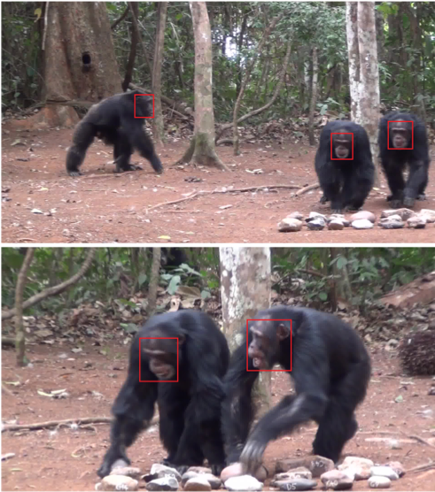 Josh Firth (@joshafirth) on Twitter photo Interested in applying deep neural networks to infer social networks through automated face recognition?
New paper online now: besjournals.onlinelibrary.wiley.com/doi/10.1111/20… using long-term data on wild chimps🐵
Congrats to <a href="/Dan_schofield_/">Dan Schofield</a> for leading & persisting with this over years in the making🎉 Interested in applying deep neural networks to infer social networks through automated face recognition?
New paper online now: besjournals.onlinelibrary.wiley.com/doi/10.1111/20… using long-term data on wild chimps🐵
Congrats to <a href="/Dan_schofield_/">Dan Schofield</a> for leading & persisting with this over years in the making🎉