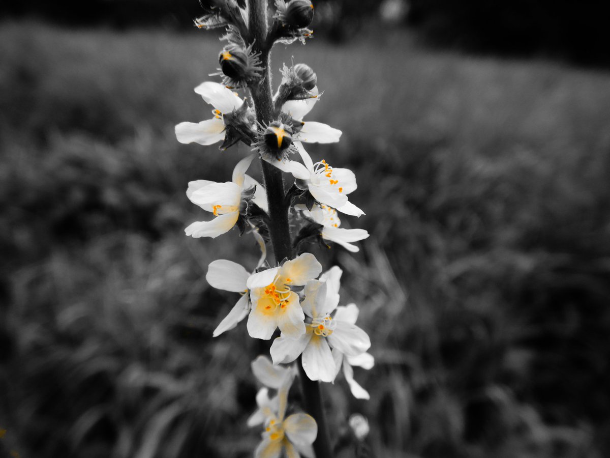 LaDaemonia's tweet photo. 〰️🟡〰️
Mit den Augen fühlen ...
#Fotografie #photography #photooftheday #picoftheday #naturfotografie #naturephotography #splashfilter #makrofotografie #macrophotography #schwarzweissfotografie #blackandwhitephotography #bw_captures #bw_photography #macro_flower #joyoflife https://t.co/jJvlYsVVns