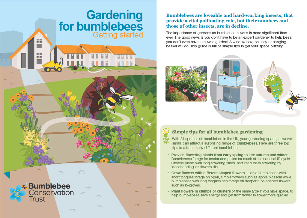 🌱 FREE resource:'Gardening for bumblebees: getting started'

A simple introduction to how you can make your outdoor space more bumblebee-friendly, whether you have a large garden, a patio or balcony, or just a window box!

Download the full guide here 👉 ow.ly/WgHW50NIb3R
