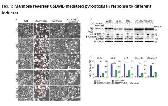 cell_res's tweet photo. Research by Yuan-li Ai et al. from Xiamen University suggests the potential utility of #mannose supplementation in alleviating tissue toxicity induced by #chemotherapy without compromising #antitumor effects. Read it on #CellResearch now https://t.co/kHWopWhpF1 #pyroptosis https://t.co/GerBUK9vZO