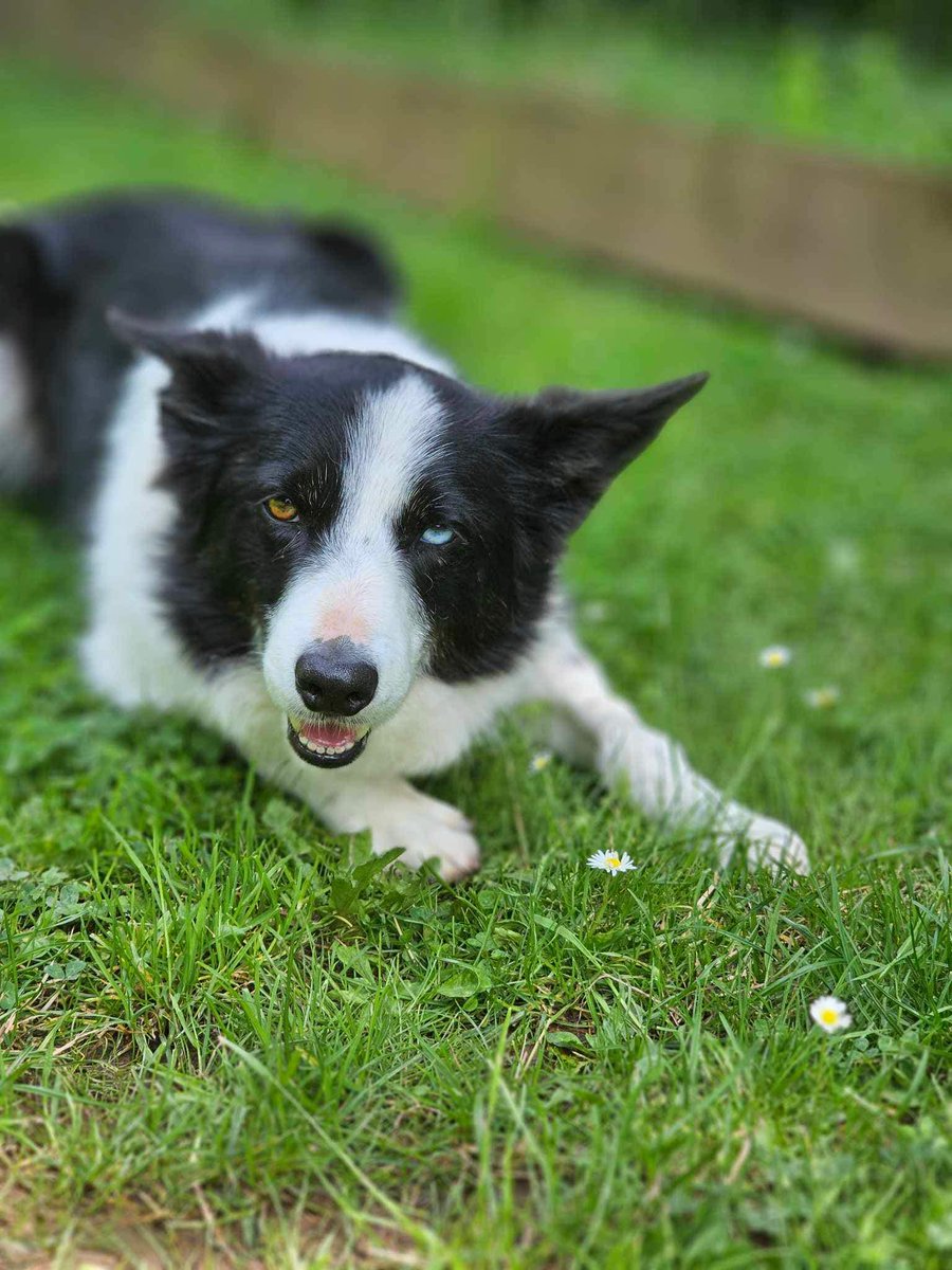 rescuedoggypaws's tweet photo. Please see our previous posts regarding Daisey and Lillie.    Lets try and help find these 2 gorgeous girls their forever homes  Application form:
https://t.co/4hcjzhnltO   #Wenham @GlosLiveOnline  @_BorderCollies https://t.co/zglmoMS8wG