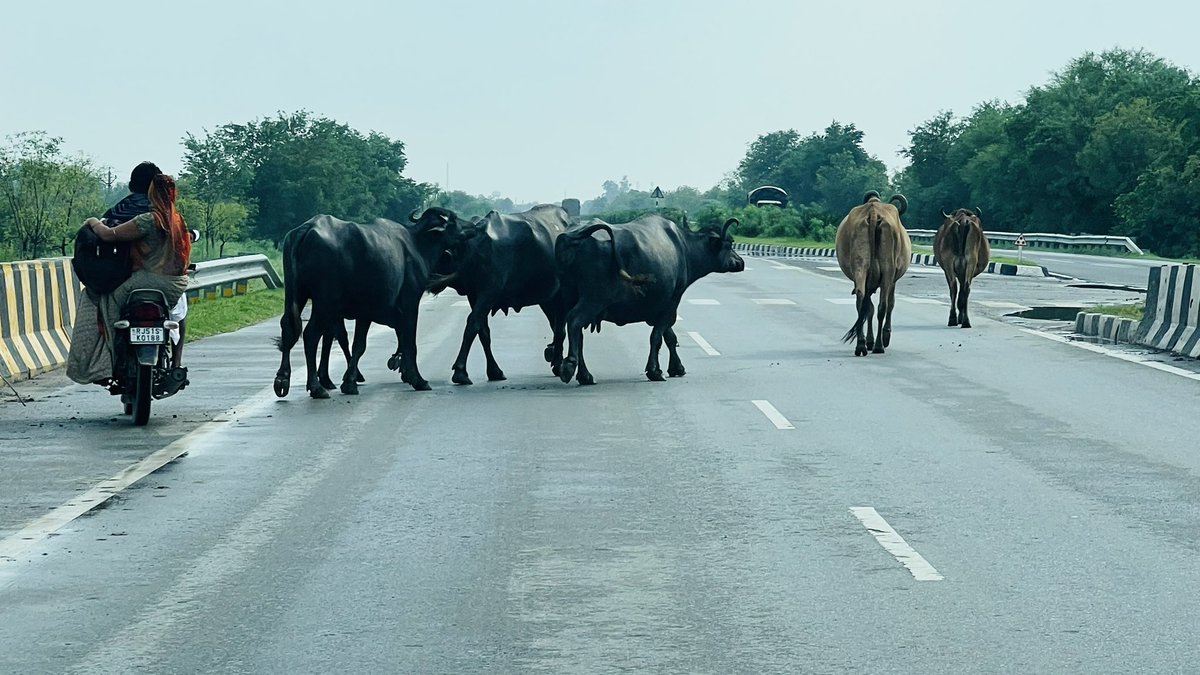 sal_dxb's tweet photo. When you're on a "National Highway" - NH52 🫣🫣

@RajGovOfficial @RajCMO @my_rajasthan Please install fencing on highways as millions of accidents happen because of free movement of cattle on roads.

#justindianthings #MakingIndia https://t.co/4uLkoXIs5E