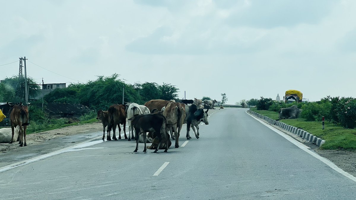 sal_dxb's tweet photo. When you're on a "National Highway" - NH52 🫣🫣

@RajGovOfficial @RajCMO @my_rajasthan Please install fencing on highways as millions of accidents happen because of free movement of cattle on roads.

#justindianthings #MakingIndia https://t.co/4uLkoXIs5E