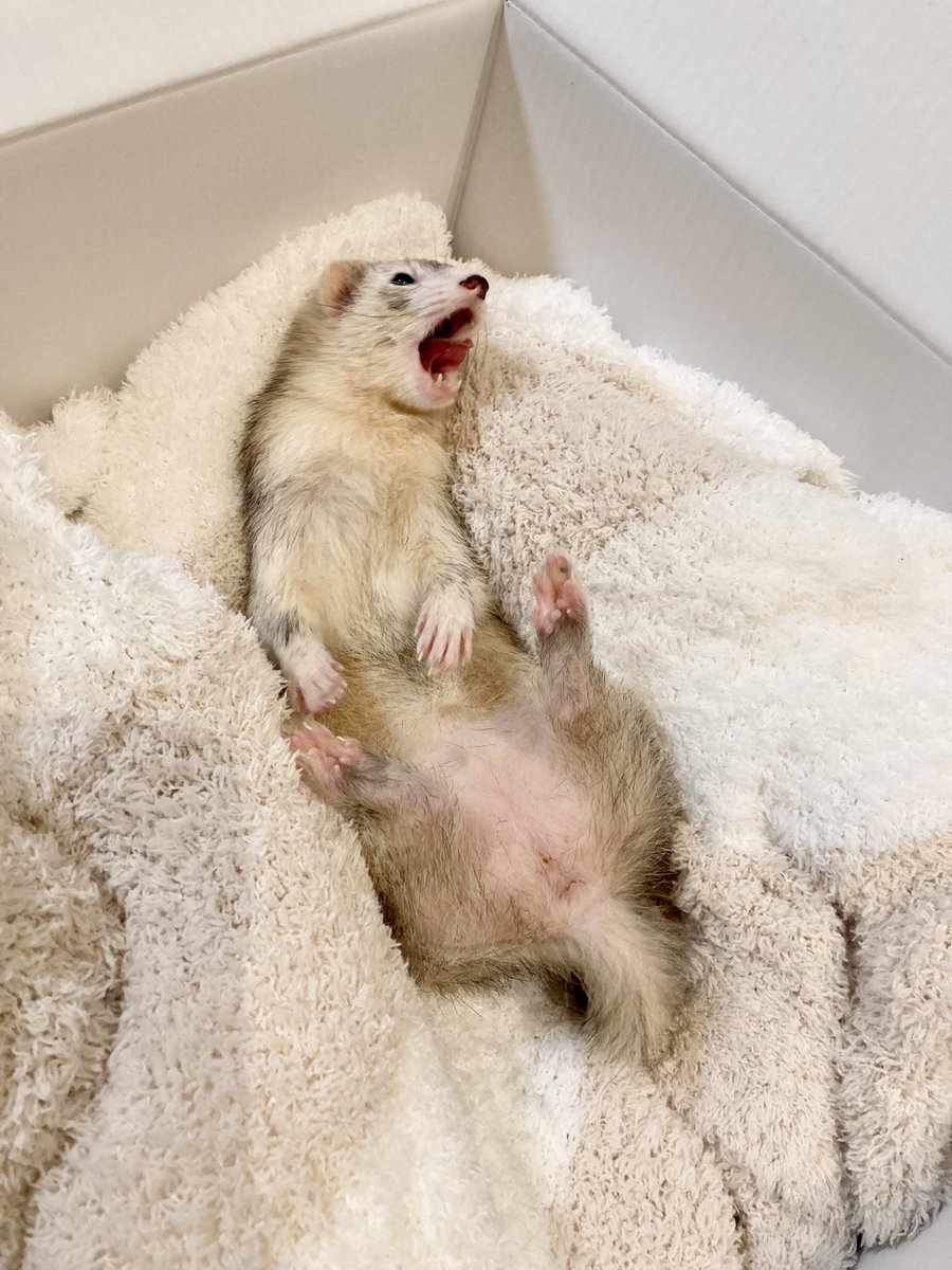 さくらところん tweet media