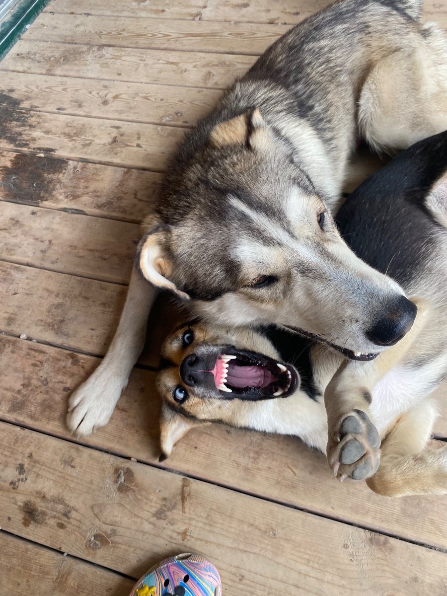 Christopher Curtis tweet media