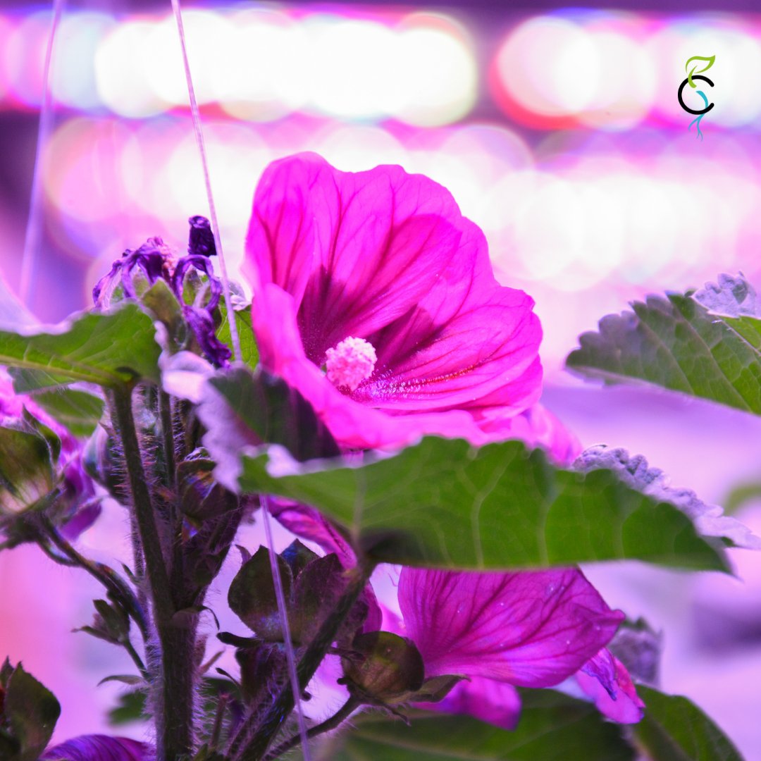 Que ce soit sur #X ou sur #Twitter, on continuera de vous envoyer tous notre #flowerpower !

Aujourd'hui la star de notre ferme, la #Mauve de Mauritanie ! 
Véritable colorant naturel, cette fleur s'utilise principalement dans les #cocktails🍹

#TwitterX #Xitter #XTwitter #Flowers