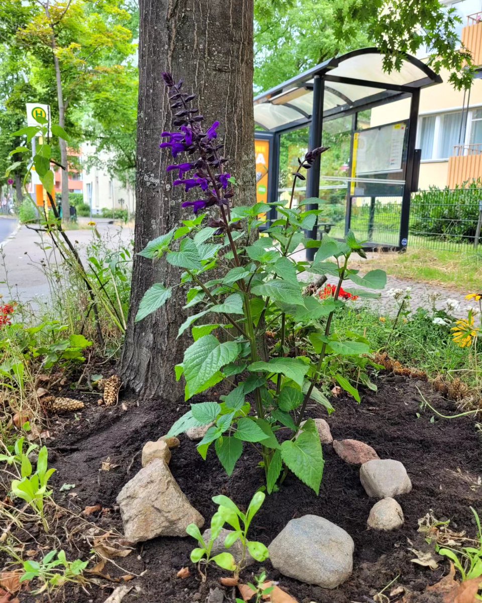1010201018's tweet photo. Ist echt schön, wie die Pflege einer #Baumscheibe die #Nachbarschaft zusammen bringt und #Lebensraum und Nahrung für #Insekten und andere Lebewesen schafft 🍀

Dazu kommt noch, dass die zur #Bodenverbesserung hingeworfenen #Kartoffel|sprossen sogar noch Kartoffeln gebildet haben. https://t.co/PWb6VhXtqR