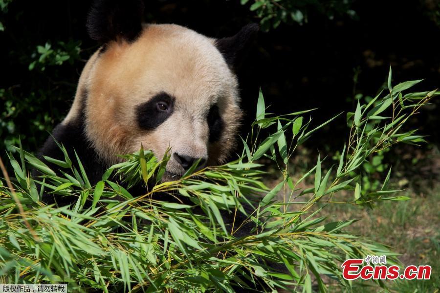 TibetNews11's tweet photo. #YuanMeng #panda "#francese" nato nel #2017 è arrivato in #Sichuan per accoppiarsi con una #panda della #riserva #naturalistica https://t.co/yhNajCpgv0