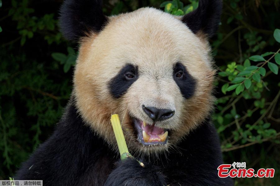 TibetNews11's tweet photo. #YuanMeng #panda "#francese" nato nel #2017 è arrivato in #Sichuan per accoppiarsi con una #panda della #riserva #naturalistica https://t.co/yhNajCpgv0