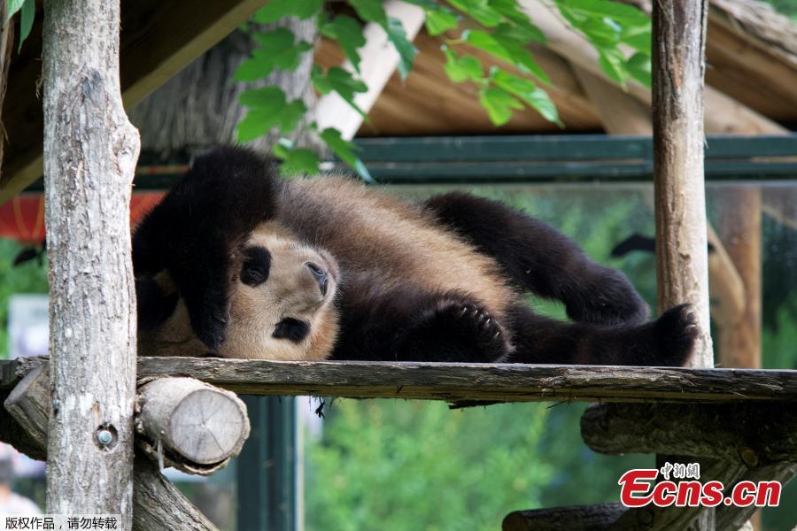 TibetNews11's tweet photo. #YuanMeng #panda "#francese" nato nel #2017 è arrivato in #Sichuan per accoppiarsi con una #panda della #riserva #naturalistica https://t.co/yhNajCpgv0