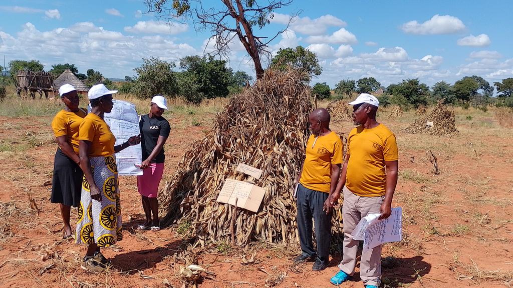 DonaldTchidoori's tweet photo. In 🇿🇼 farmers in rural areas depend on rain fed conservation agriculture. With @FAO support farmers from 9 Farmer Field Schools, are  practising agroecosystems analysis, soil fertility mgnt, water harvesting &amp; moisture conservation techniques for improved agric pdctn. 🙏@euinzim https://t.co/wdgH3DXdpN