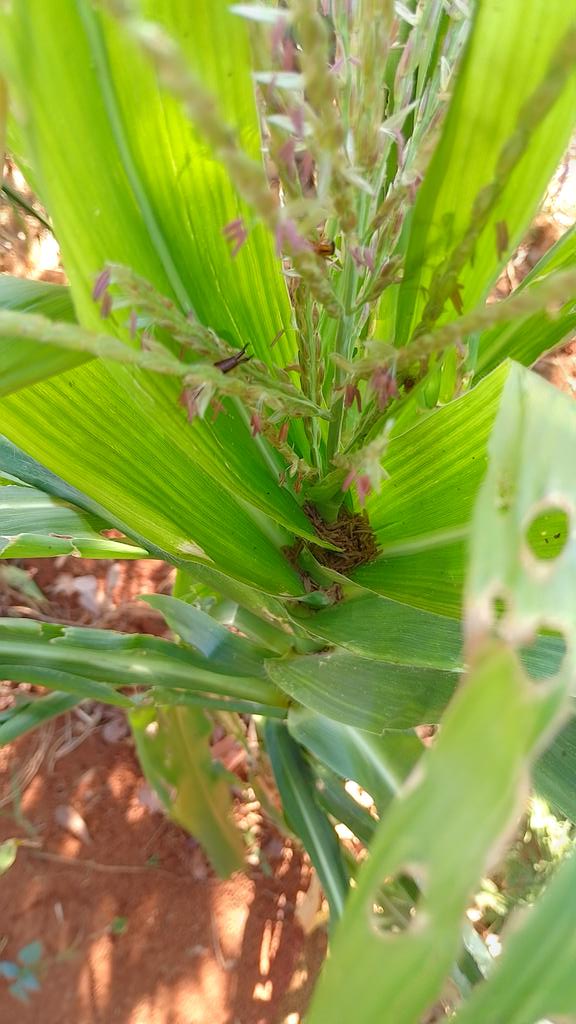 DonaldTchidoori's tweet photo. In 🇿🇼 farmers in rural areas depend on rain fed conservation agriculture. With @FAO support farmers from 9 Farmer Field Schools, are  practising agroecosystems analysis, soil fertility mgnt, water harvesting &amp; moisture conservation techniques for improved agric pdctn. 🙏@euinzim https://t.co/wdgH3DXdpN