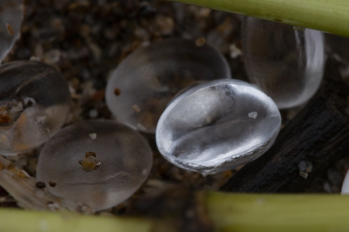 A #thread on a potential disaster unfolding in Mumbai right now. Millions of small plastic nurdles have been washing ashore along the high-tide line since Sunday morning. So far they've been seen at Aksa, Versova and Juhu beaches.

1/...