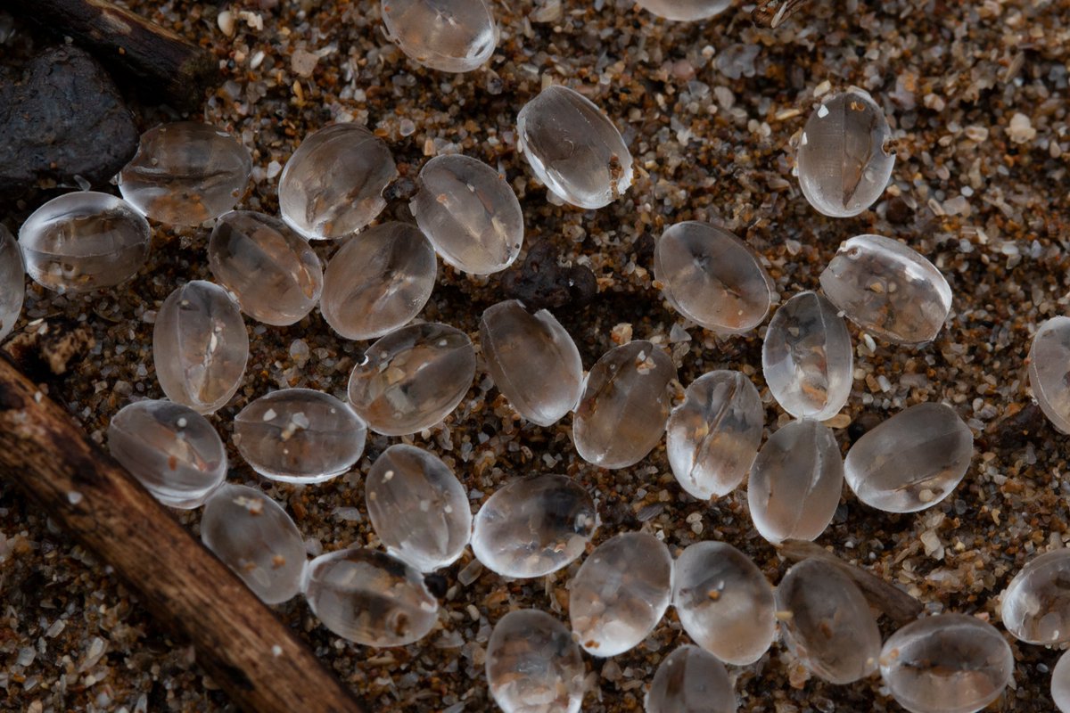 Pugdandee's tweet photo. A #thread on a potential disaster unfolding in Mumbai right now. Millions of small plastic nurdles have been washing ashore along the high-tide line since Sunday morning. So far they've been seen at Aksa, Versova and Juhu beaches.

1/... https://t.co/bgG8XBdBID