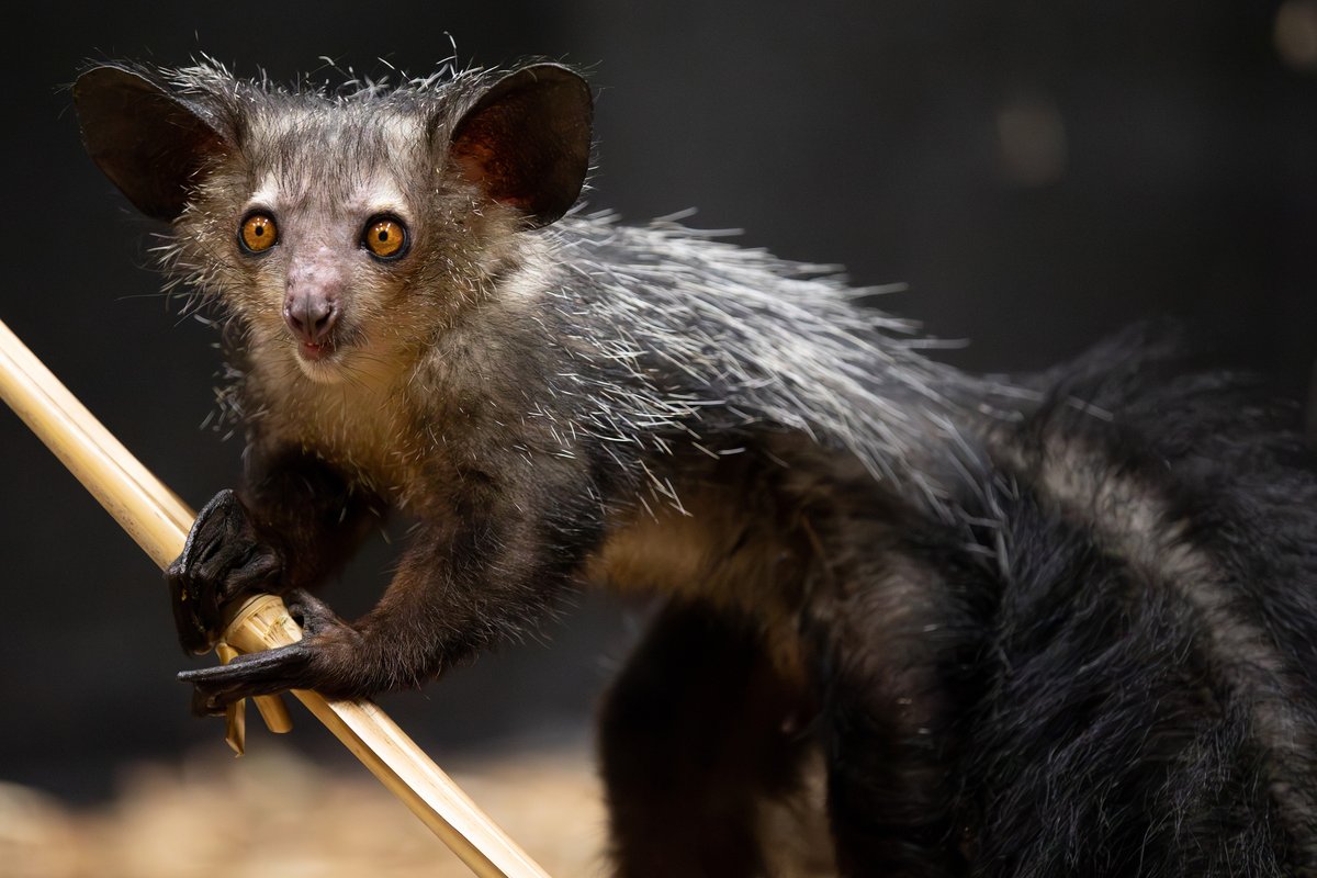 Dublin Zoo tweet media