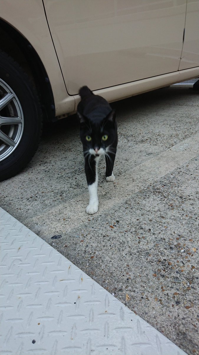 wants_searching's tweet photo. 先日、目撃情報を頂き、たぶん違うのかなと思いつつひさしぶりに行ってみた。元気そうで何より。#影武者にゃん #わんつ #迷い猫 #迷子猫 #神戸市 #須磨区 #長田区 https://t.co/z3u8t7iC1B