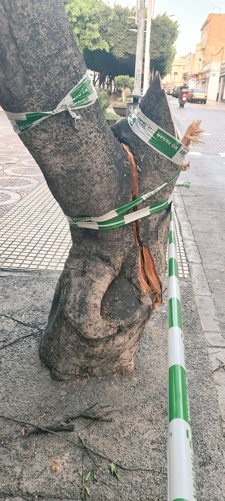 ArboladoMelilla's tweet photo. Nuevamente un camión destroza un ficus en la Calle La Legión y tienen los @1BomberoMelilla que intervenir y talar una de las grandes ramas.
Foto Daniel Gutiérrez 

#Melilla #arbolado https://t.co/fg6TnH8Li8