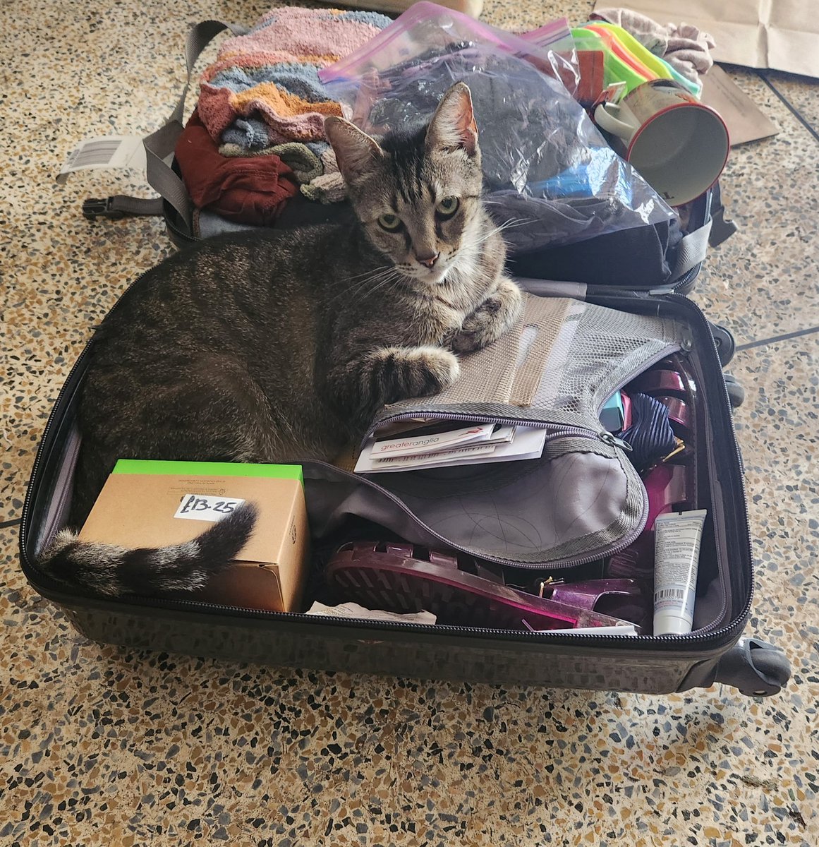 HausofKatzen's tweet photo. Going somewhere? ~ Jinx
#CatsOfTwitter #CatsOnTwitter #catsofinstagram #catlover #catlovers #silvertabby #TABBY #tabbycat https://t.co/Iwfm0Ws9B1
