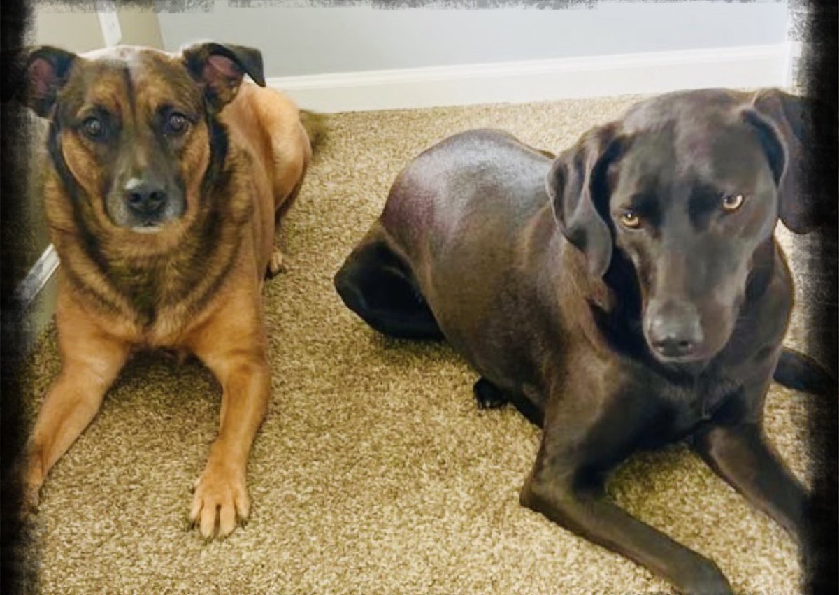 AbbysAnimals1's tweet photo. Provie and Kona are the “paw~fect” match
#twpdogwalker #washingtontwpnj #petsitting #abbysanimalsitters #twppetsitter #washingtontwp #abstorm #Coldplay #BarbieMovie https://t.co/iJQ77EPjM8